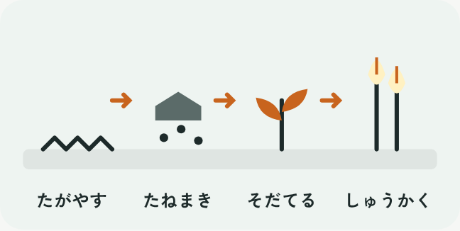畑を耕す、種をまく、芽が育つ、収穫するまでを4段階で描いたイラスト
